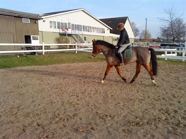 New Forest Fleur   - Såå fin!<3 dressur billede 11