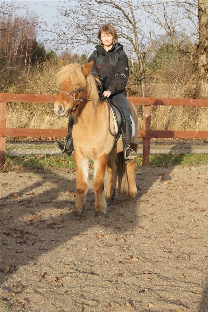 Islænder Ölveig frá Akrakoti billede 3