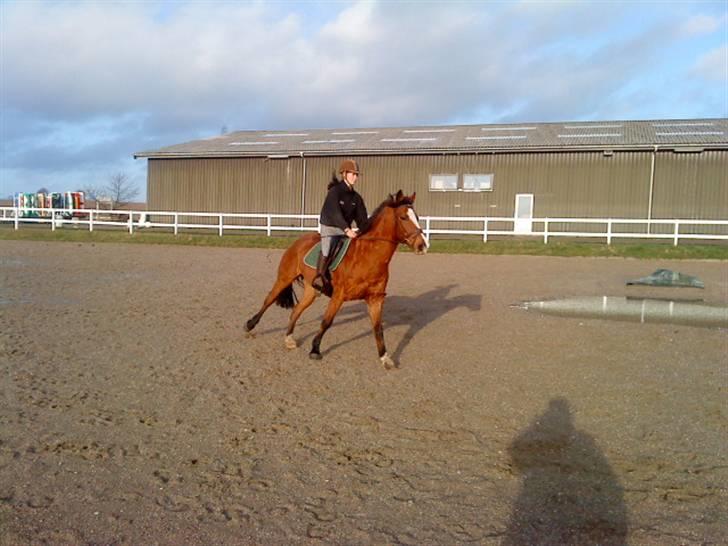 New Forest Fleur   - Fuld fart! galoop<3 billede 12