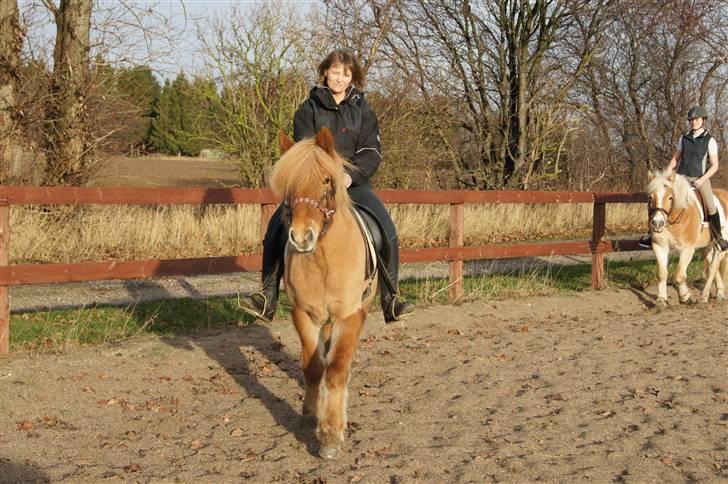 Islænder Ölveig frá Akrakoti billede 4