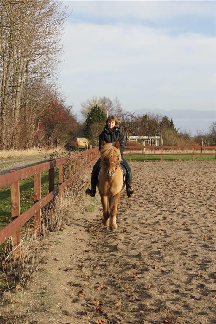 Islænder Ölveig frá Akrakoti billede 5