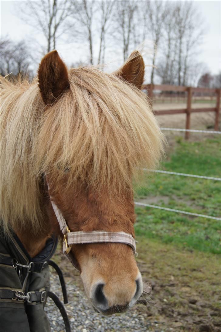 Islænder Ölveig frá Akrakoti billede 7