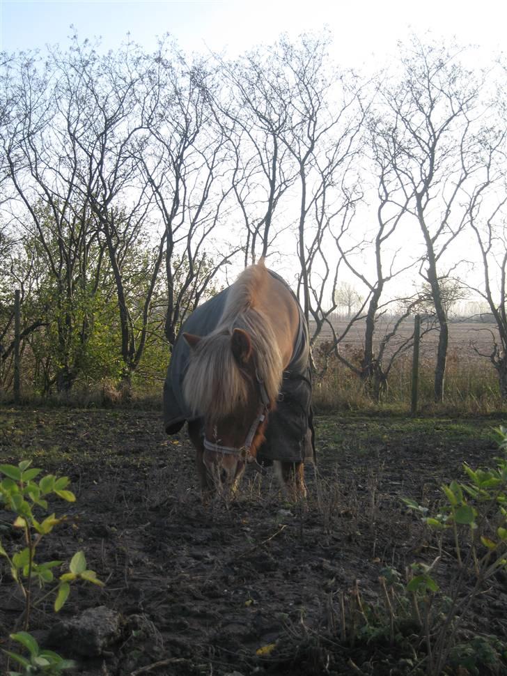 Islænder Ölveig frá Akrakoti billede 8