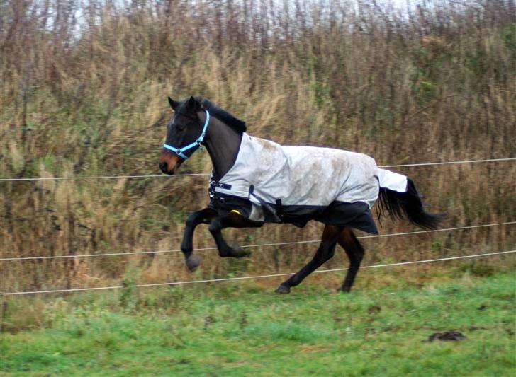 Dansk Varmblod P.Temptation R.I.P :'( billede 18