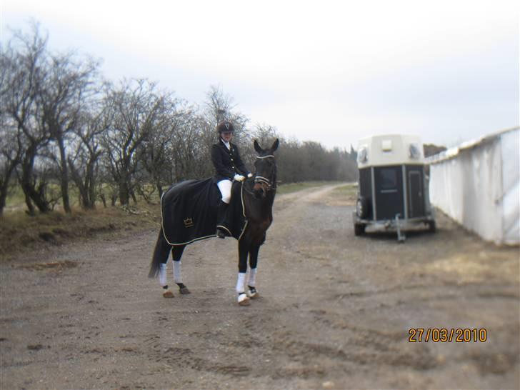 Dansk Varmblod P.Temptation R.I.P :'( billede 19