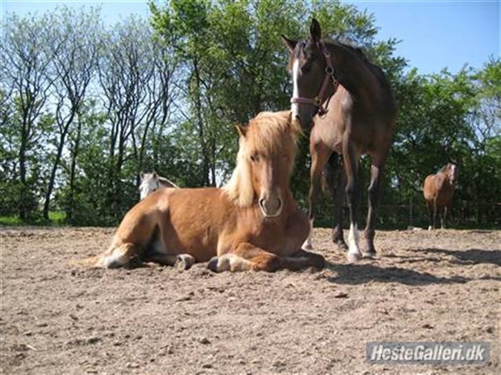 Islænder Ölveig frá Akrakoti billede 10
