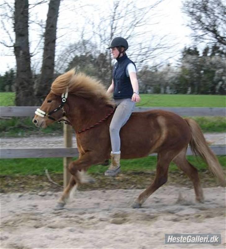 Islænder Ölveig frá Akrakoti - Ölveig og min datter billede 11