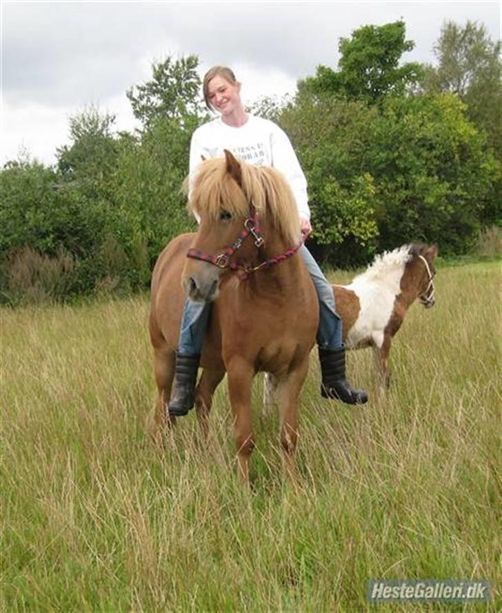 Islænder Ölveig frá Akrakoti - Min datter, Ölveig og hendes datter Engilfrid billede 12