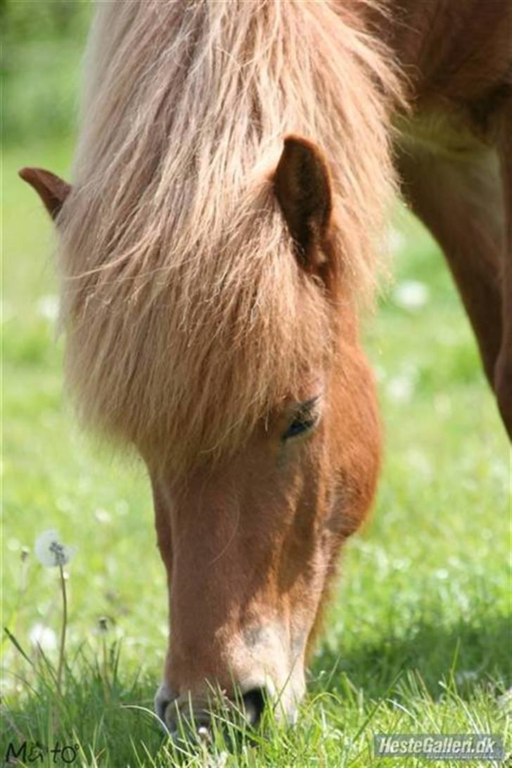 Islænder Ölveig frá Akrakoti billede 13