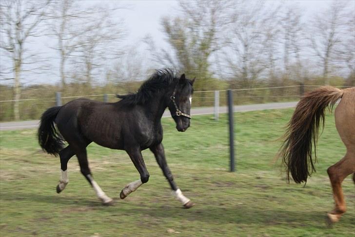 Pinto benelli - lige kommet hjem til os  billede 1