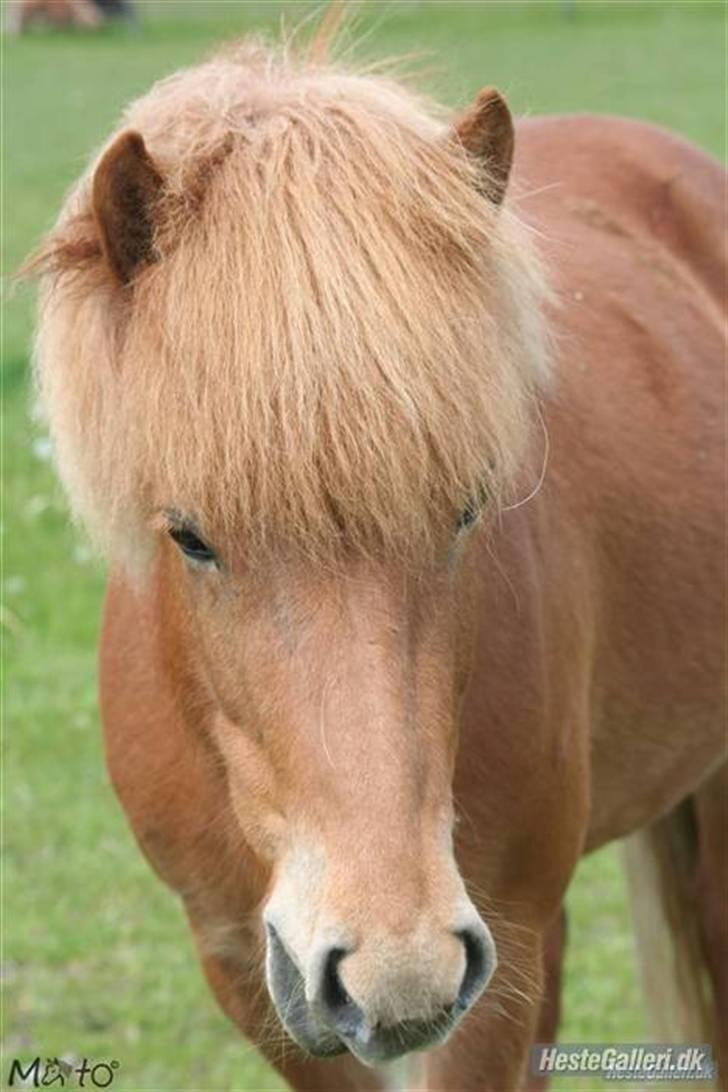 Islænder Ölveig frá Akrakoti billede 14