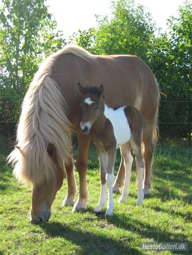 Islænder Ölveig frá Akrakoti - Ölveig og Engilfrid billede 15