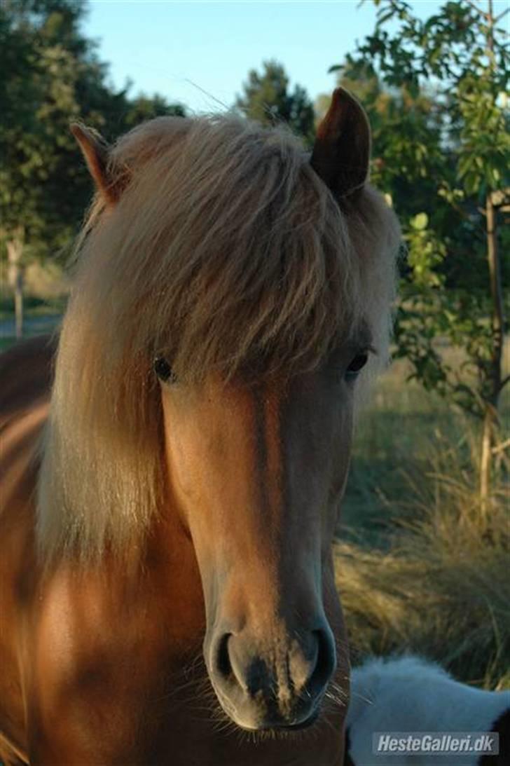 Islænder Ölveig frá Akrakoti billede 16