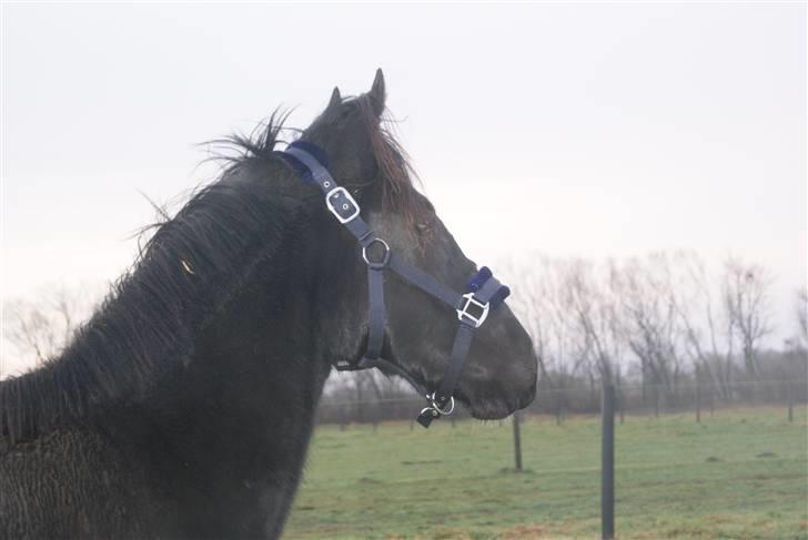 Pinto benelli billede 2