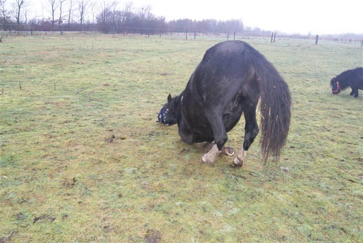 Pinto benelli - nå må heller lige rulle mig det har været en laaaaaaaaaang tur billede 3