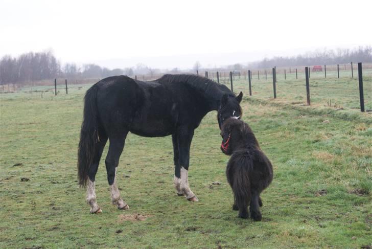 Pinto benelli - davs hvem er du så ??????????????? billede 4