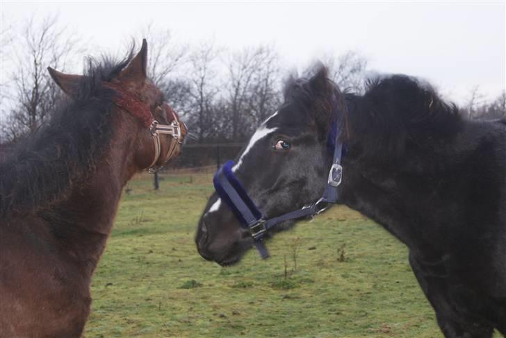 Pinto benelli billede 5