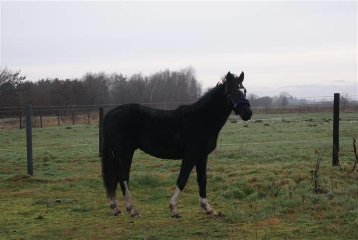 Pinto benelli billede 6