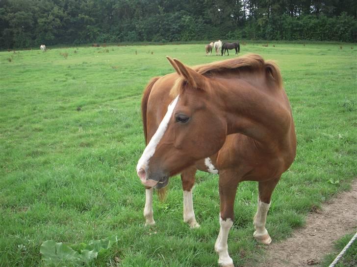 DSP Monty  - Monty elsker at være på fold! :D billede 11