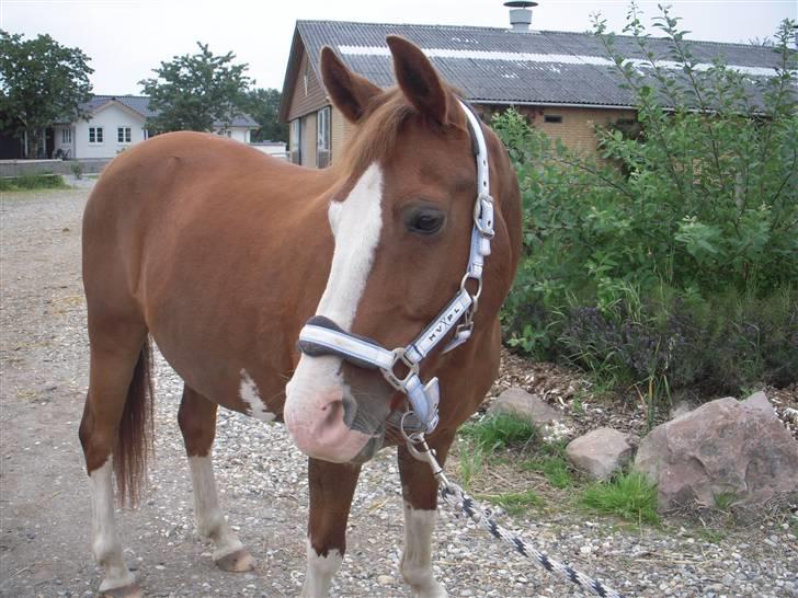 DSP Monty  - Han kigger efter noget? (: billede 12