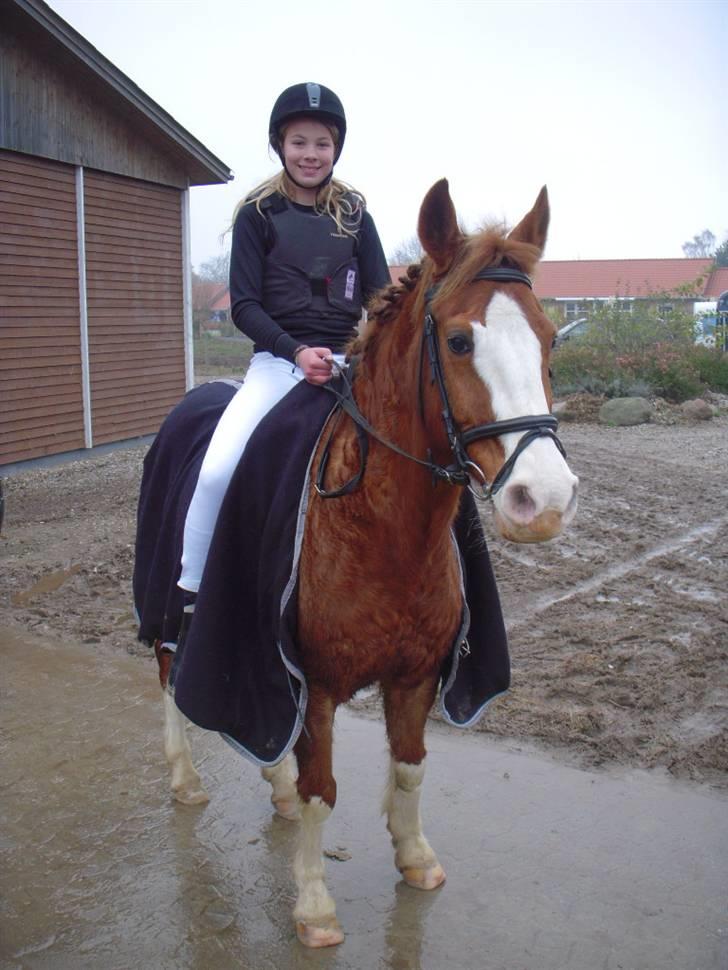 DSP Monty  - Monty og jeg efter stævnet <3 Han var bare så dejlig! <33 billede 13