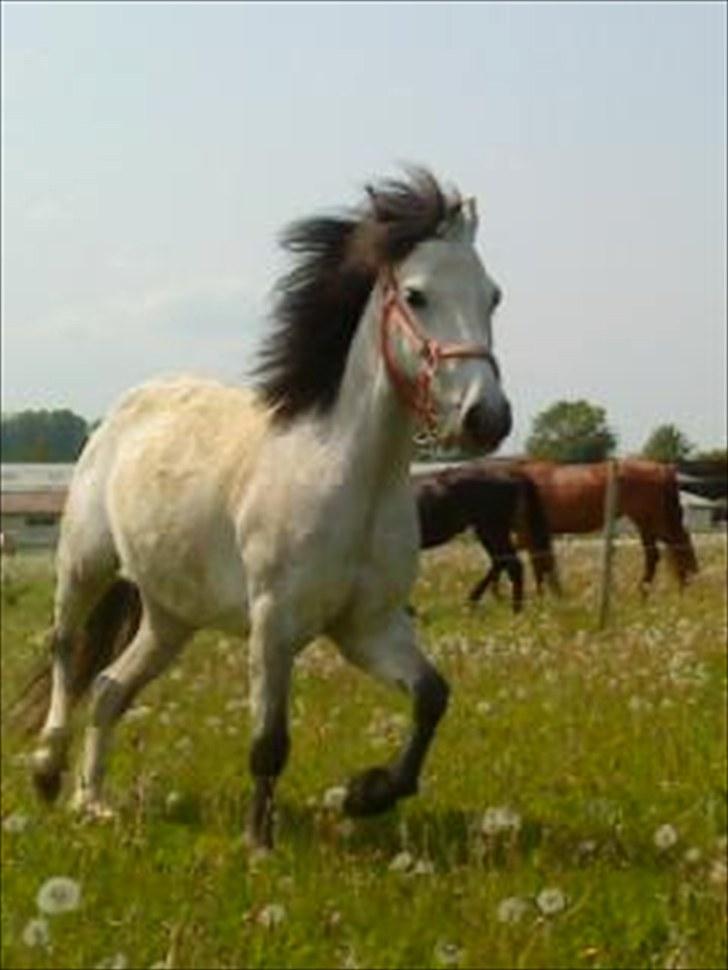 Anden særlig race Askepot  billede 1