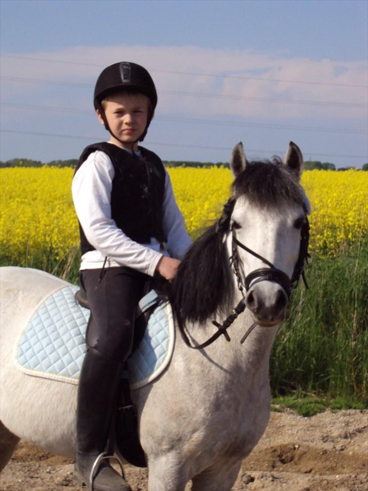 Anden særlig race Askepot  billede 2