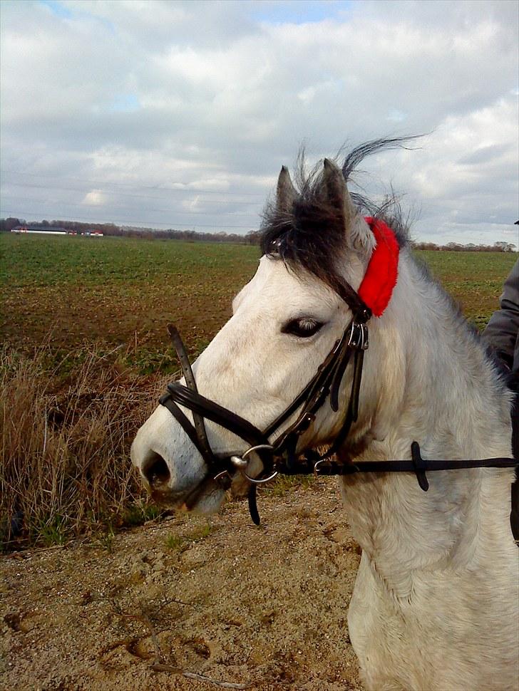 Anden særlig race Askepot  billede 4