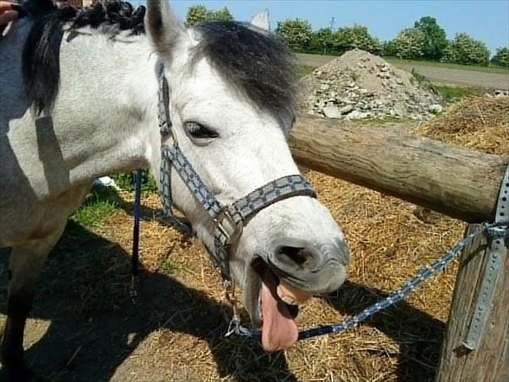 Anden særlig race Askepot  billede 5