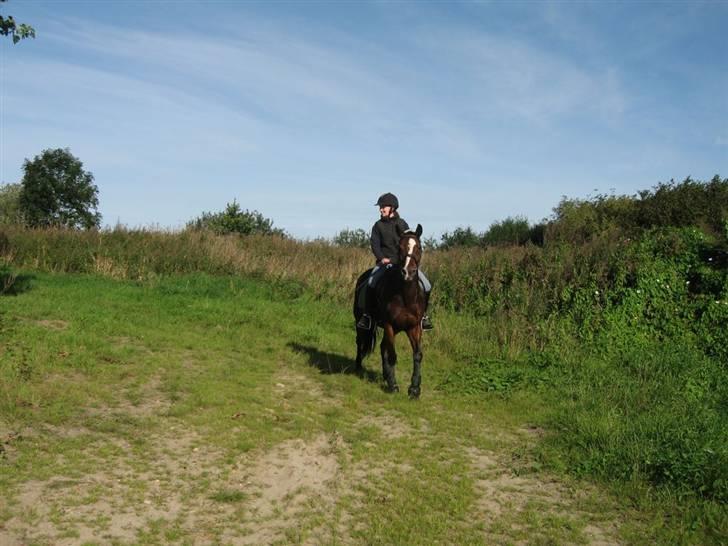 Connemara Kathleen af Boest-Nørregå billede 15