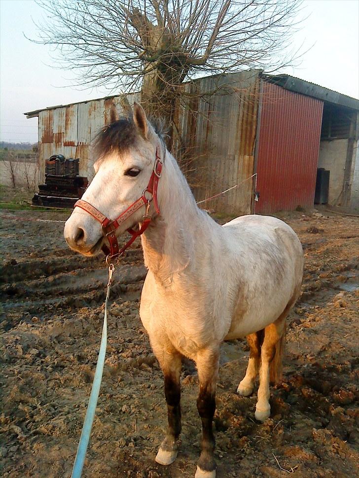 Anden særlig race Askepot  billede 7