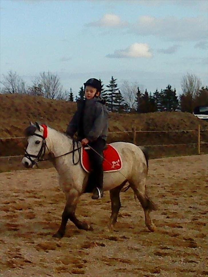 Anden særlig race Askepot  billede 8