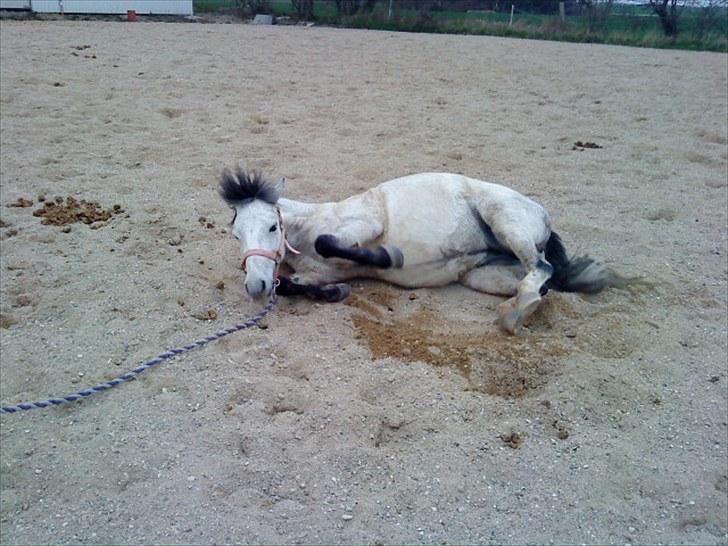 Anden særlig race Askepot  billede 9