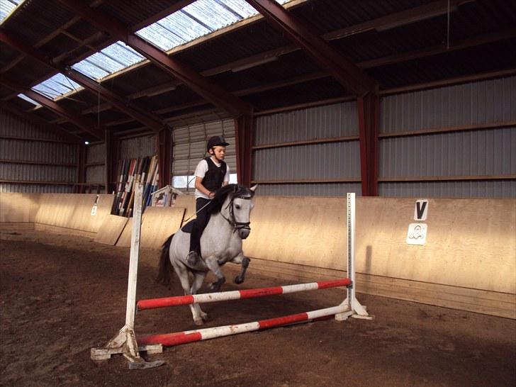 Anden særlig race Askepot  - 6 gang philip springer (: billede 10