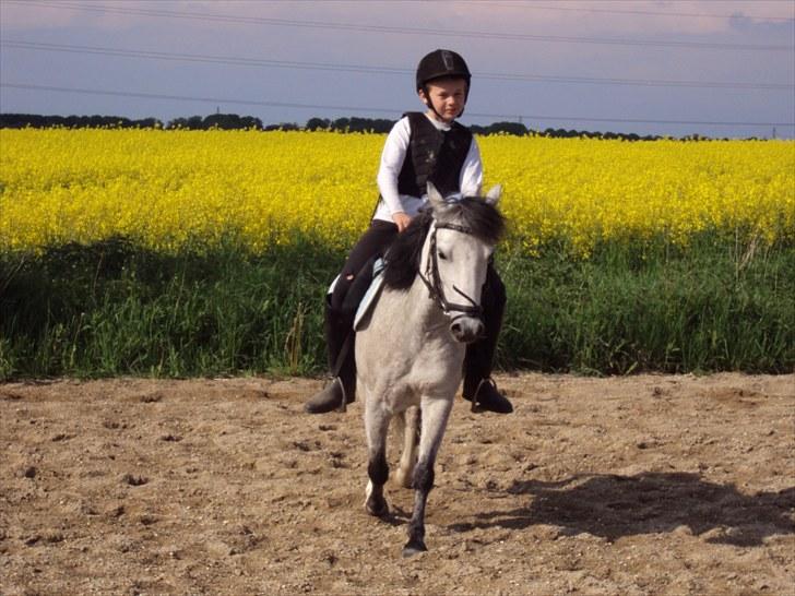 Anden særlig race Askepot  billede 12