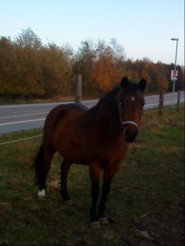 New Forest Lajka :') Elsket og savnet af rigtig mange :'i <3 - Du er perfekt (: <3 billede 14