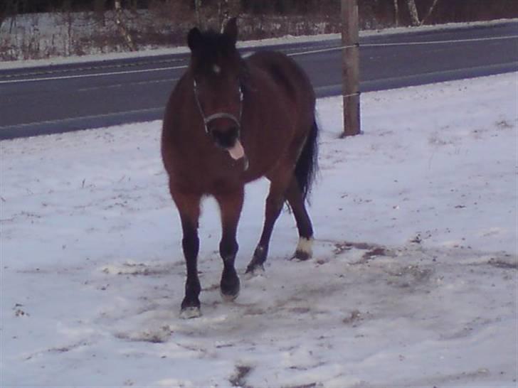 New Forest Lajka :') Elsket og savnet af rigtig mange :'i <3 - Du er glæden i mit liv :$ billede 15