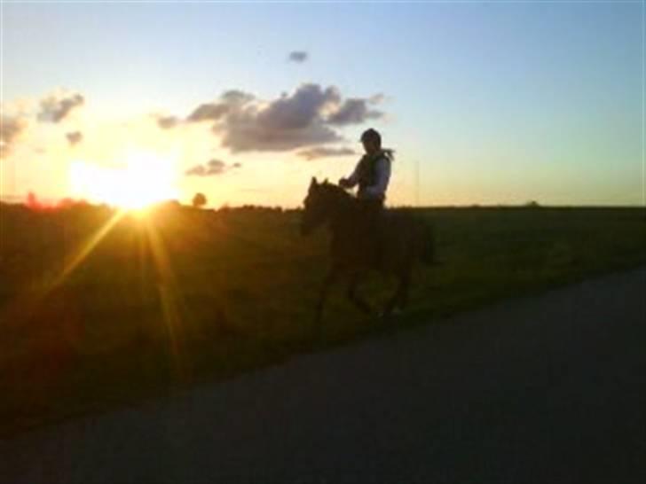 New Forest Lajka :') Elsket og savnet af rigtig mange :'i <3 - Jeg er ikke bange for storme, for jeg er ved at lære at sejle mit skib billede 16