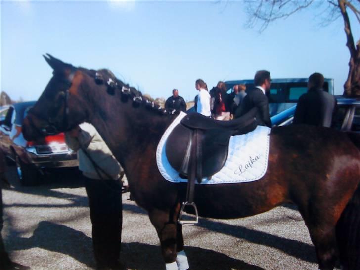 New Forest Lajka :') Elsket og savnet af rigtig mange :'i <3 - Sorg kan klare sig alene, men for at få det fulde udbytte af glæde må man have nogen at dele den med billede 19