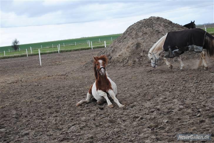 Anden særlig race Prins - Foto: Sarah Sølvsten billede 13