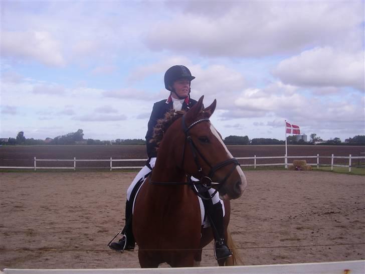 Anden særlig race paplo vixi billede 13