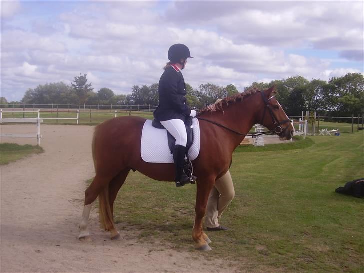 Anden særlig race paplo vixi billede 14