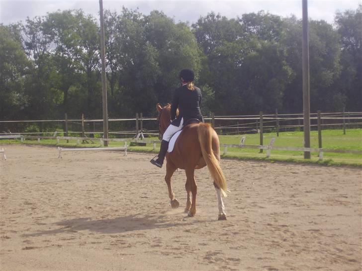 Anden særlig race paplo vixi billede 15