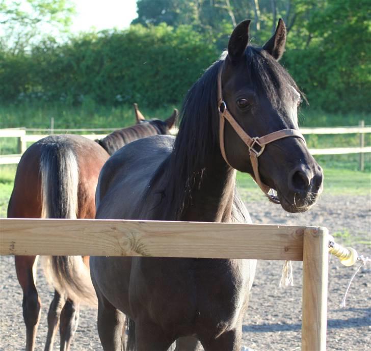 Arabisk fuldblod (OX) EH Ghazia - maj 2009 billede 10