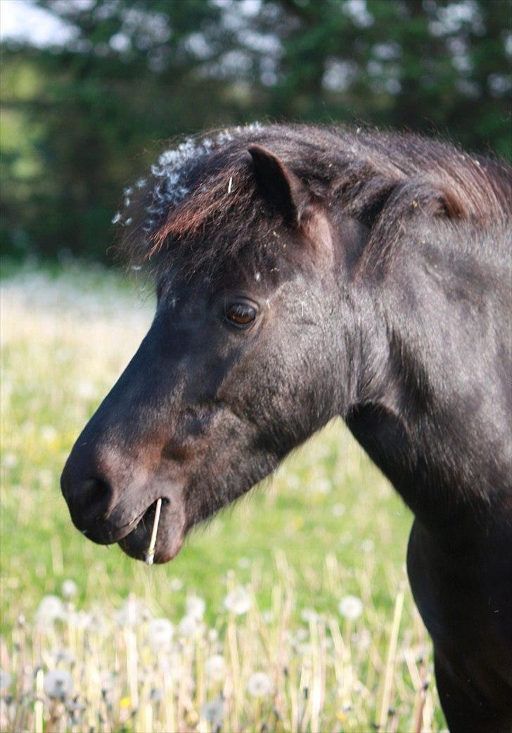 Shetlænder Kærholms Fie - Fie sensommer 2011 :-) billede 6