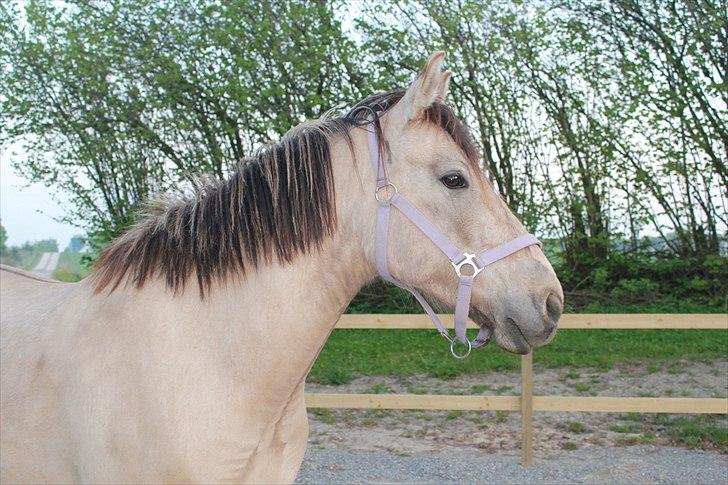 Anden særlig race Babette billede 5