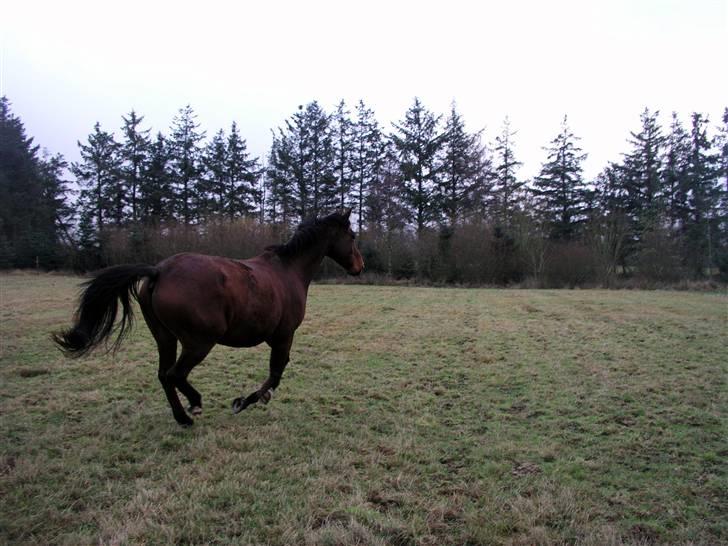 Dansk Varmblod Klostervangs nautilus billede 26