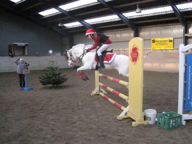 Hollandsk Sportspony Snobby - min stjerne pony :-) billede 9
