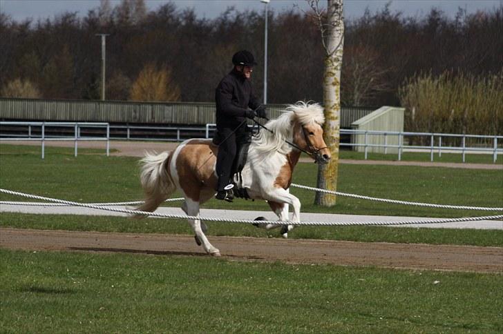 Islænder Hetta fra Kongehøj - Galop til kåring i Herning 2010 billede 19