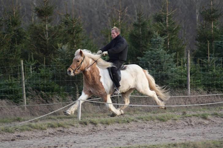 Islænder Hetta fra Kongehøj - Pas d. 28-11-09. Anden gang hun bliver lagt i pas! Efter 2 måneders træning billede 20